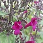 Lepechinia hastata Flor