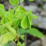 Oxalis stricta Leht