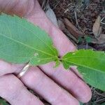 Ageratina riparia Folha