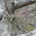 Tillandsia schiedeana Hábito