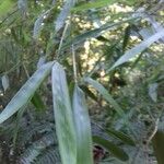 Phyllostachys viridis 葉