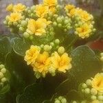 Kalanchoe blossfeldiana Flower