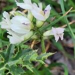 Astragalus australis Floro