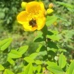 Hypericum patulumFlor