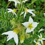 Solanum triflorum অভ্যাস