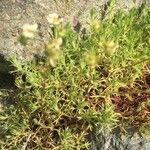 Saxifraga trifurcata Blatt