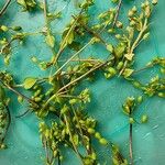 Stellaria apetala Leaf