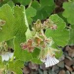 Geranium renardii Flower