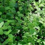 Mentha × villosa Hoja