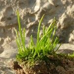 Ranunculus minimus Leaf