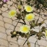 Andryala integrifolia Fleur