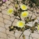 Andryala integrifolia Flower