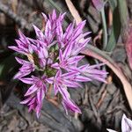 Allium crenulatum Kvet