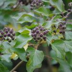 Hedera helix Drugo