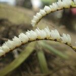 Bolusiella zenkeri Flower