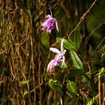 Cattleya intermedia പുഷ്പം