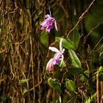 Cattleya intermedia Bloem