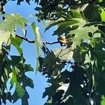Quercus rubra Plod