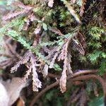 Grammitis serrulata Φύλλο