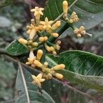 Psychotria capensis Flower