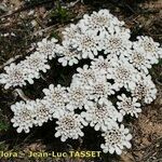 Iberis procumbens Habitat