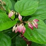 Clerodendrum trichotomum Fruitua