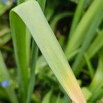 Allium rotundum Feuille