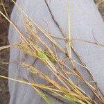 Setaria viridis Fruit