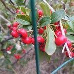 Pyracantha koidzumii Fruit