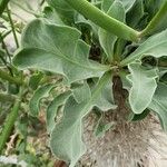 Pachypodium namaquanum Leaf