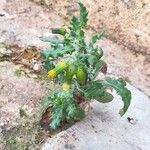 Senecio vulgaris 葉