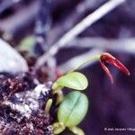 Bulbophyllum ngoyense Habit