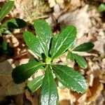 Chimaphila umbellata Lehti