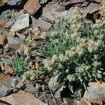 Phacelia hastata Hábitos