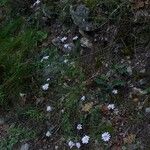 Iberis linifolia Libunga