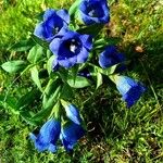 Gentiana pneumonantheКвітка