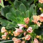 Lewisia cotyledon Характер