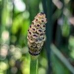 Equisetum hyemale Froito