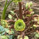 Aeonium balsamiferum 叶