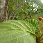 Guettarda scabra Feuille