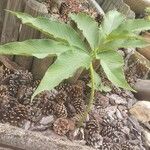 Sauromatum venosum Leaf