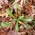 Chrysopsis mariana Leaf