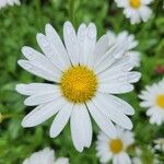 Leucanthemum × superbumᱵᱟᱦᱟ