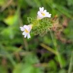 Euphrasia officinalisŽiedas