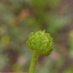 Ranunculus ophioglossifolius Mbuma