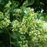 Schinus terebinthifolius Blomst