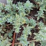 Amaranthus blitoides Folla
