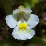 Pinguicula alpina Flor