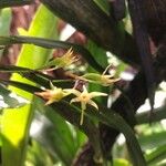 Angraecum calceolus Blüte