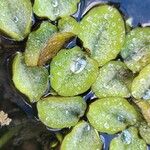 Salvinia natans Leaf